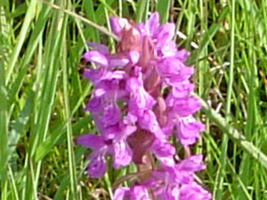 Orchis incarnat - Dactylorhiza incarnata