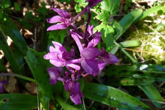 Orchis mâle - Orchis mascula