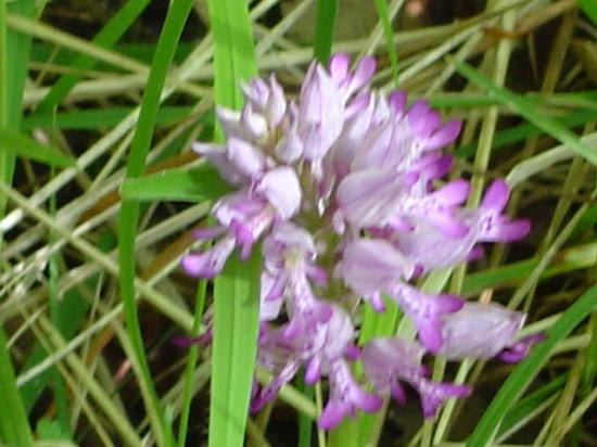 Orchis militaire - Orchis militaris