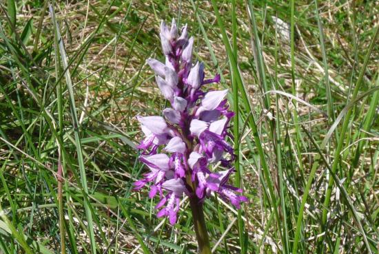 Orchis militaire - Orchis militaris