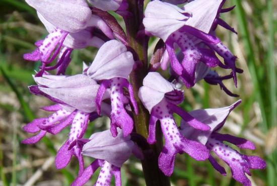 Orchis militaire - Orchis militaris