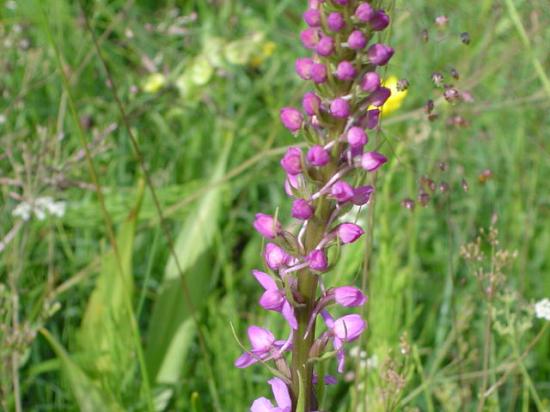 Orchis moucheron - Gymnadenia conopsea