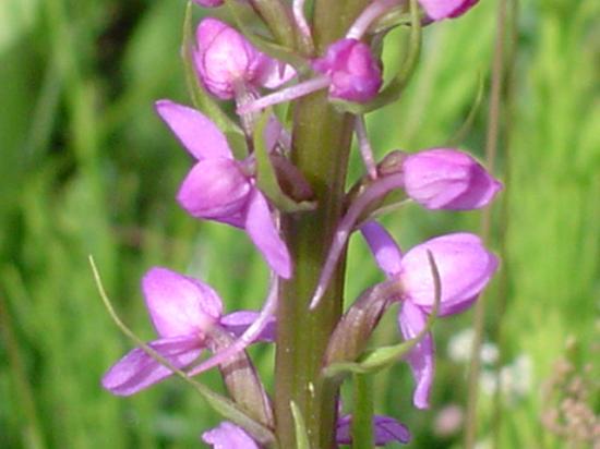 Orchis moucheron - Gymnadenia conopsea