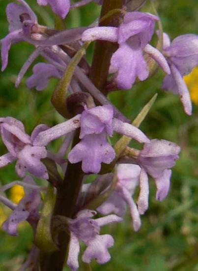 Orchis moucheron - Gymnadenia conopsea