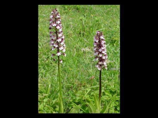 Orchis pourpre - Orchis purpurea