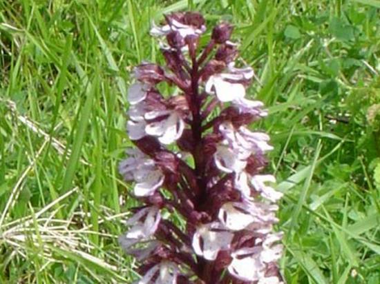 Orchis pourpre - Orchis purpurea