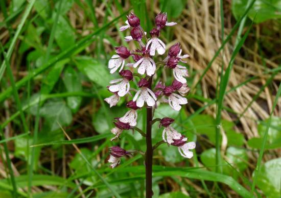 Orchis pourpre - Orchis purpurea