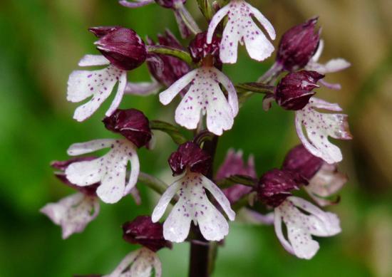 Orchis pourpre - Orchis purpurea