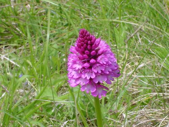 Orchis pyramidal - Anacamptis pyramidalis