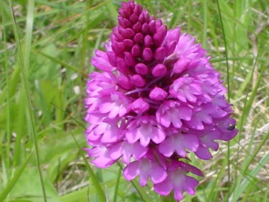 Orchis pyramidal - Anacamptis pyramidalis