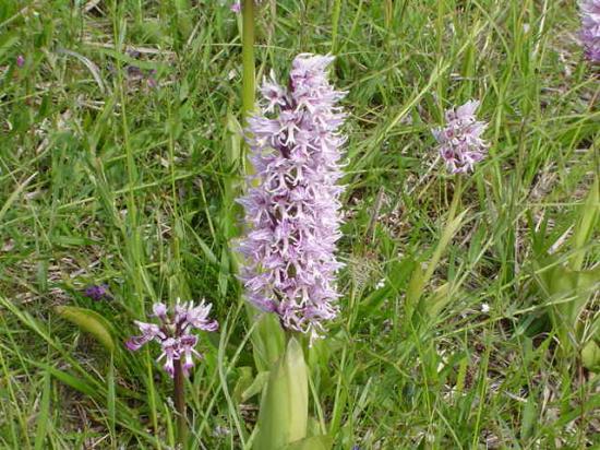 Orchis singe - Orchis simia