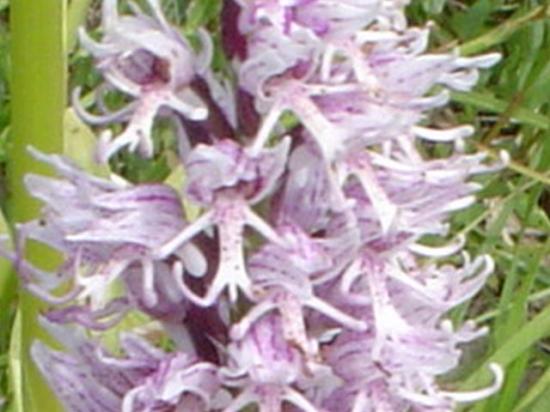 Orchis singe - Orchis simia