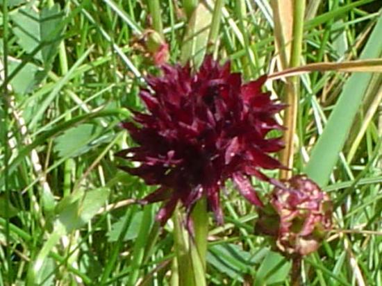 Orchis vanille (Nigritelle) - Nigritella nigra