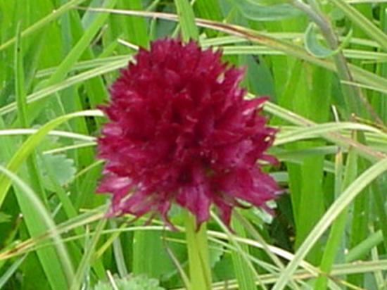 Orchis vanille (Nigritelle) - Nigritella nigra