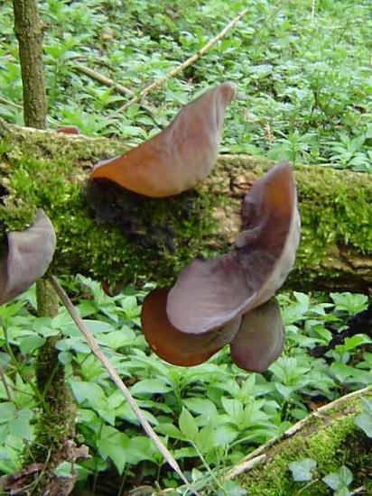 Oreille de Judas - Auricularia auricula-judae