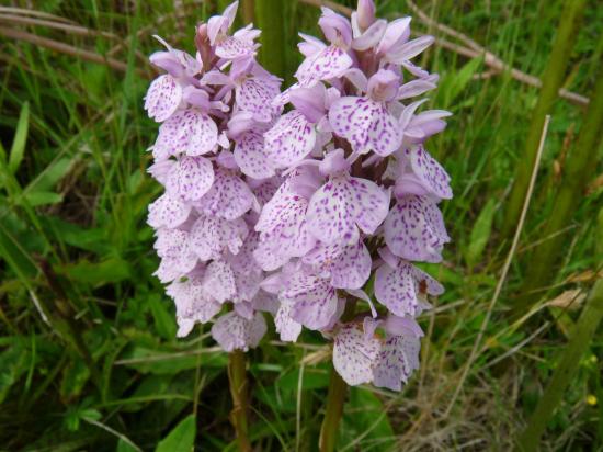 Orchis à feuilles tachetées - Dactylorhiza maculata