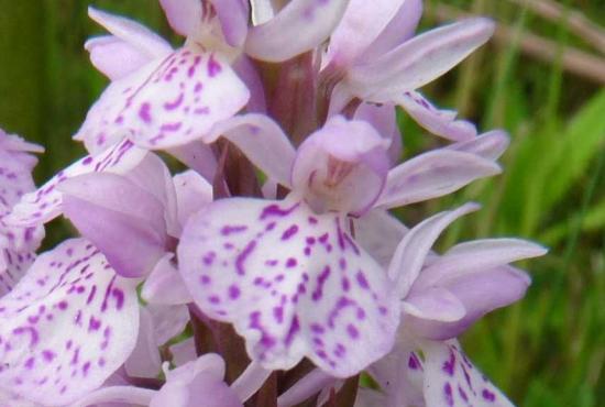 Orchis à feuilles tachetées - Dactylorhiza maculata