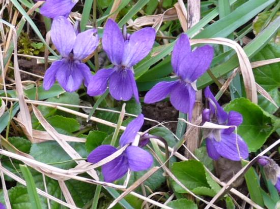 Violette odorante - Viola odorata
