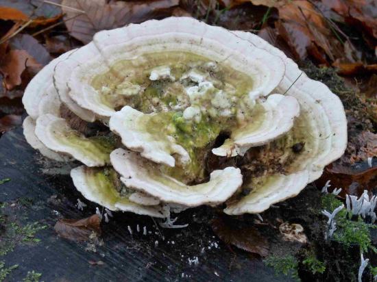 Tramete gibbeuse - Trametes gibbosa