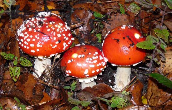 Amanite tue-mouches (fausse oronge) - Amanita muscaria