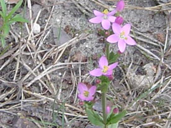 Petite centaurée - Erythrœa Centaurium