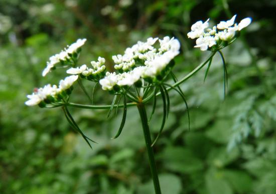 Petite ciguë (Faux-persil) - Aethusa cynapium