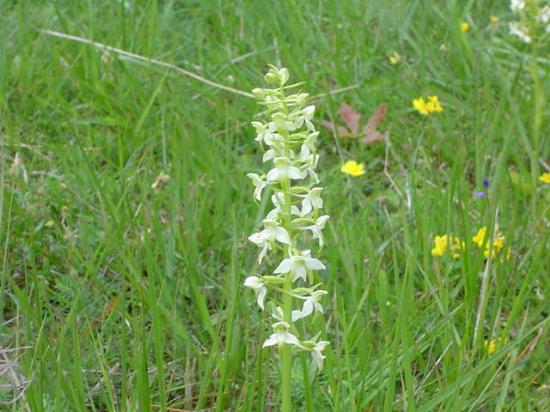 Platanthère verdâtre - Platanthera chloranta