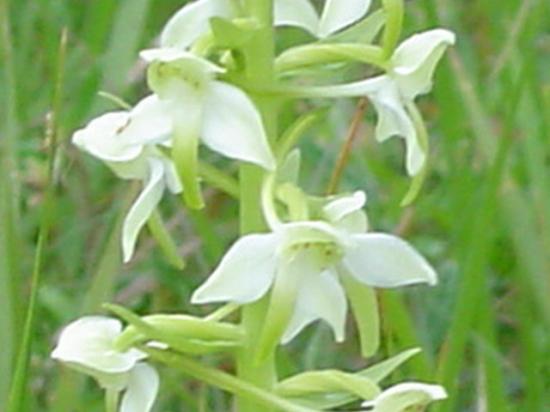 Platanthère verdâtre - Platanthera chloranta