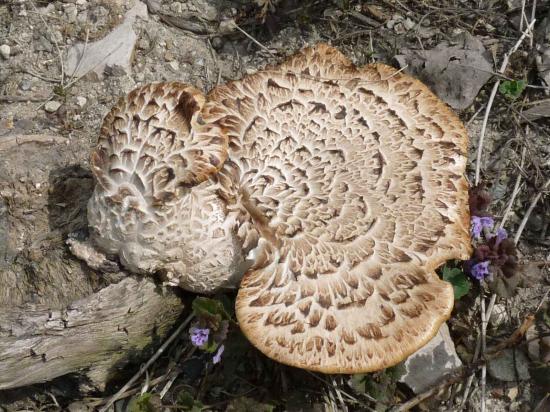 Polypore écailleux - Polyporus squamosus