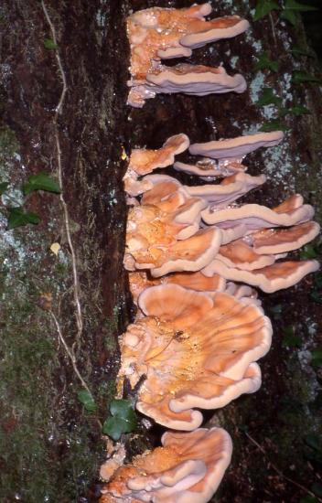 Polypore soufré - Laetiporus sulphureus