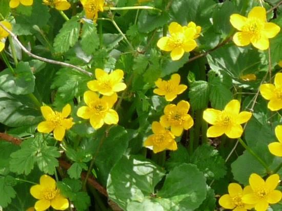 Populage des marais - Caltha palustris