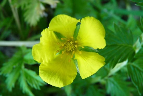 Potentille ansérine (Argentine) - Potentilla anserina