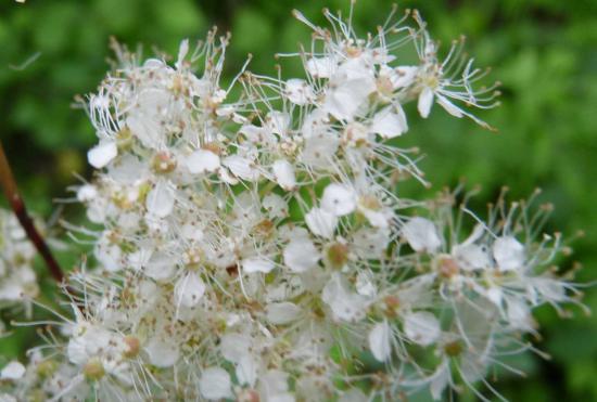 Reine des prés ou fausse Spirée - Filipendula ulmaria