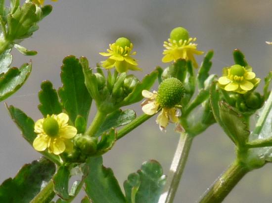 Renoncule scélérate - Ranunculus sceleratus