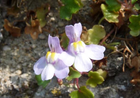 Ruine de Rome - Cymbalaria muralis