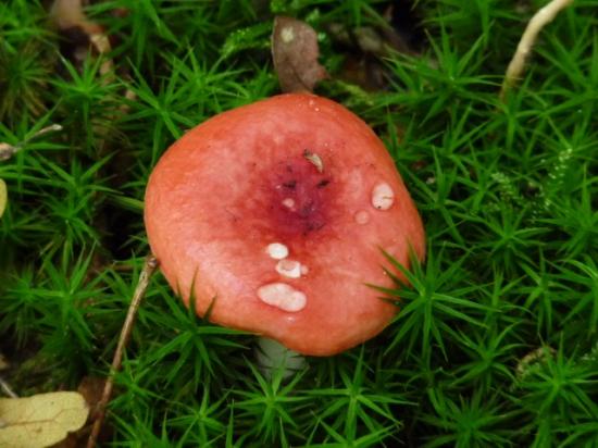 Russule émétique - Russula emetica