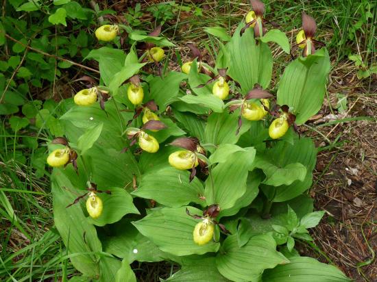 Sabot de Vénus - Cypripedium calceolus