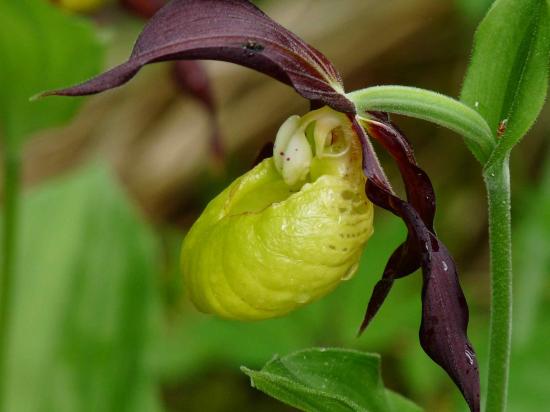 Sabot de Vénus - Cypripedium calceolus