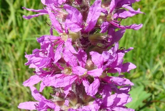 Salicaire commune - Lythrum salicaria