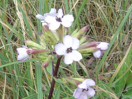 Saponaire - Saponaria officinalis