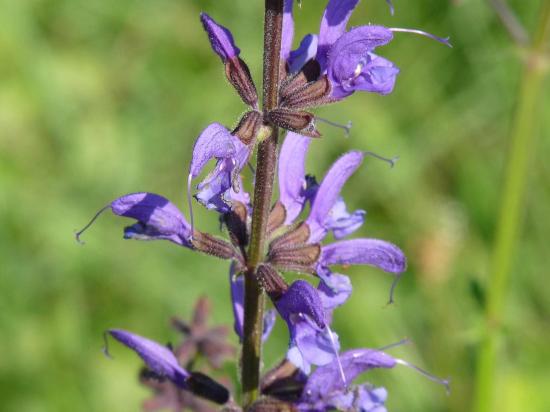 Sauge des prés - Salvia pratensis