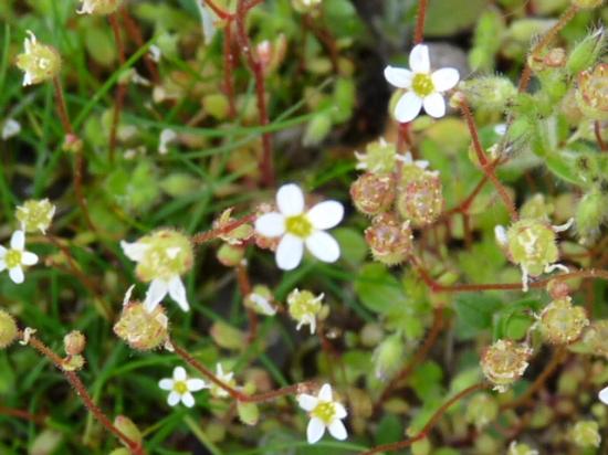 Saxifrage tridactyle - Saxifraga tridactylites