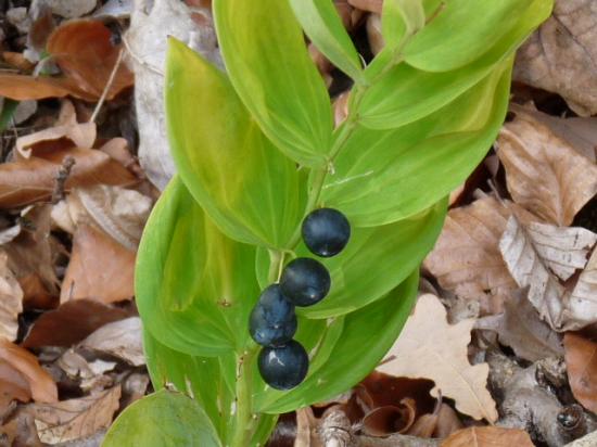 Sceau de Salomon multiflore (fruits) - Polygonatum multiflorum