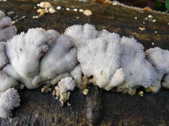 Schizophyllum commun - Schizophyllum commune