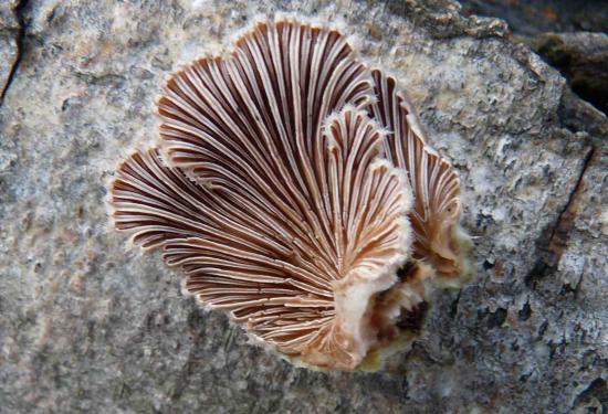 Schizophyllum commun - Schizophyllum commune