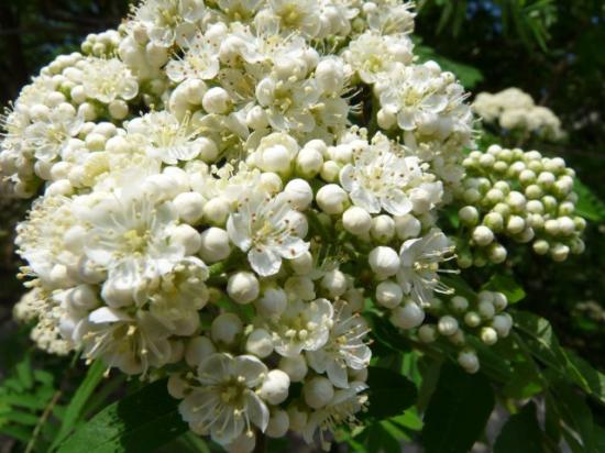 Sorbier des oiseleurs - Sorbus aucuparia