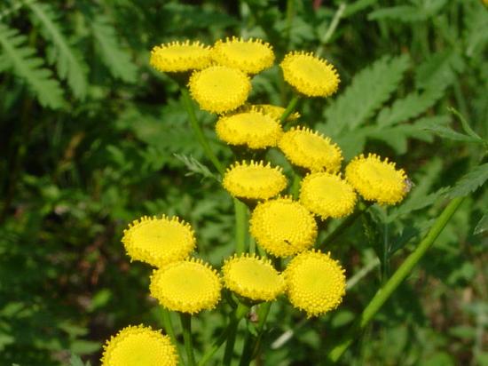 Tanaisie commune (Barbotine) - Tanacetum vulgare