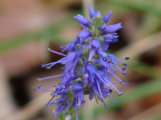 Véronique en épi - Veronica spicata