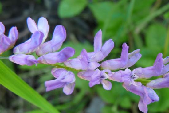 Vesce cracca (Pois à crapauds) - Vicia cracca