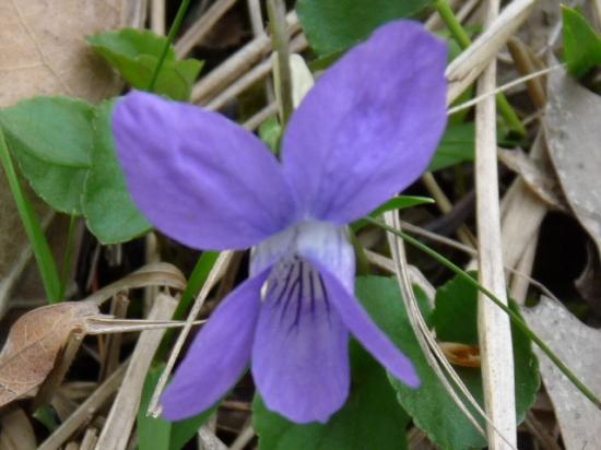 Violette de Rivin - Viola riviniana